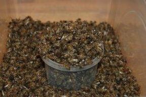 Bee dug in order to increase efficiency