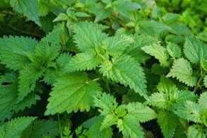 Herbs to increase efficiency