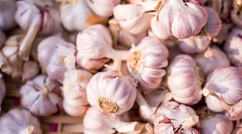 garlic for effectiveness